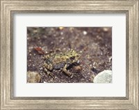 Close-up of a toad on a rock Fine Art Print