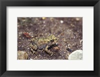 Close-up of a toad on a rock Fine Art Print