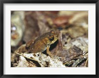 Close-up of a toad on the ground Fine Art Print