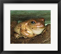 Cuban Tree Frog Fine Art Print