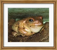 Cuban Tree Frog Fine Art Print