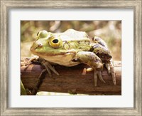 Frog on Bough Fine Art Print