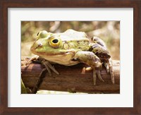 Frog on Bough Fine Art Print