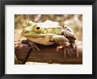 Frog on Bough Framed Print