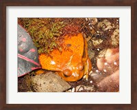Tomato Frog Fine Art Print