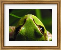 Tree Frog Fine Art Print