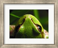 Tree Frog Fine Art Print