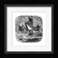 Wallace Frog Framed Print
