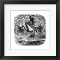 Wallace Frog Framed Print
