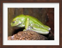 Waxy Tree Frog Fine Art Print