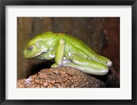 Waxy Tree Frog Fine Art Print