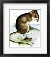 Mus Mystacinus Smit Framed Print