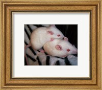 White Mice Fine Art Print
