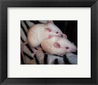 White Mice Fine Art Print