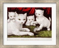 Three Little White Kitties Fine Art Print