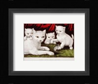 Three Little White Kitties Fine Art Print