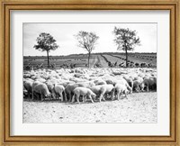 Cyclists passing a herd of sheep, Tour de France 1938 Fine Art Print