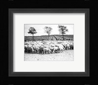 Cyclists passing a herd of sheep, Tour de France 1938 Fine Art Print