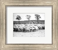 Cyclists passing a herd of sheep, Tour de France 1938 Fine Art Print