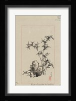 Rock and Bamboo in Garden Fine Art Print