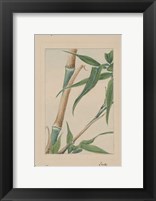Bamboo Tree Detail Fine Art Print