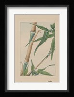 Bamboo Tree Detail Fine Art Print