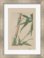 Bamboo Tree Detail Fine Art Print