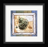 Sea Treasures VI Framed Print
