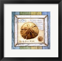 Sea Treasures XI Fine Art Print