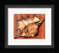 Shell on Stripes II Framed Print