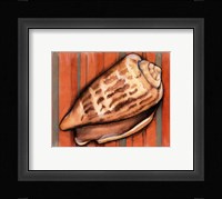 Shell on Stripes III Framed Print