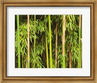 Bamboo Richelieu Fine Art Print