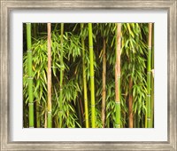Bamboo Richelieu Fine Art Print