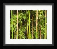Bamboo Richelieu Fine Art Print