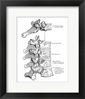 Vertebrae Diagram Fine Art Print