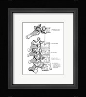 Vertebrae Diagram Fine Art Print