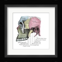 Skull Diagram Fine Art Print