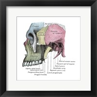 Skull Diagram Fine Art Print