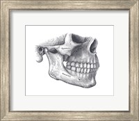 Skull Diagram Fine Art Print