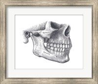 Skull Diagram Fine Art Print