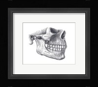 Skull Diagram Fine Art Print