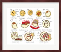 Human Embryogenesis Fine Art Print