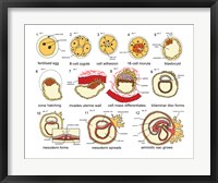Human Embryogenesis Fine Art Print