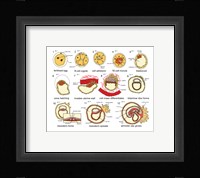 Human Embryogenesis Fine Art Print