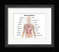 Man shadow anatomy Fine Art Print