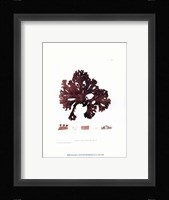 Nature Print in Coral I Framed Print