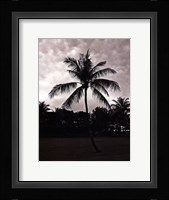 Palms At Night II Framed Print