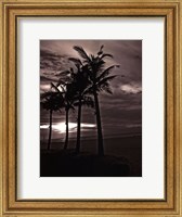 Palms At Night III Fine Art Print