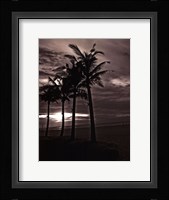 Palms At Night III Framed Print