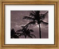 Palms At Night IV Fine Art Print